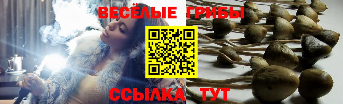 Псилоцибиновые грибы MAGIC MUSHROOMS Углич